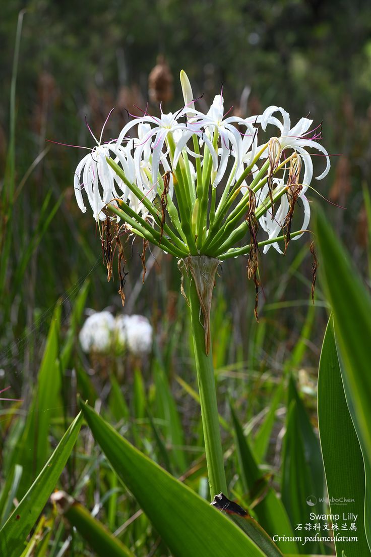 the white flowers are blooming in the field