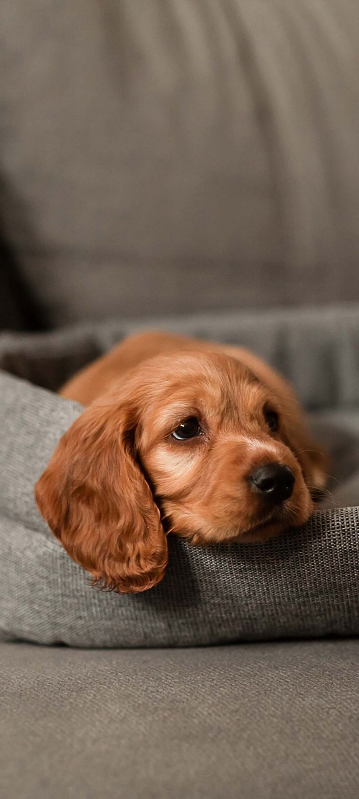 a small brown dog laying on top of a gray couch next to a white pillow