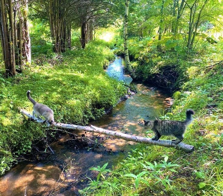 two cats are walking on a log over a stream in the woods near some trees