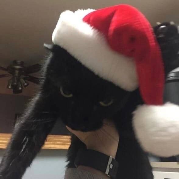 a black cat wearing a santa claus hat