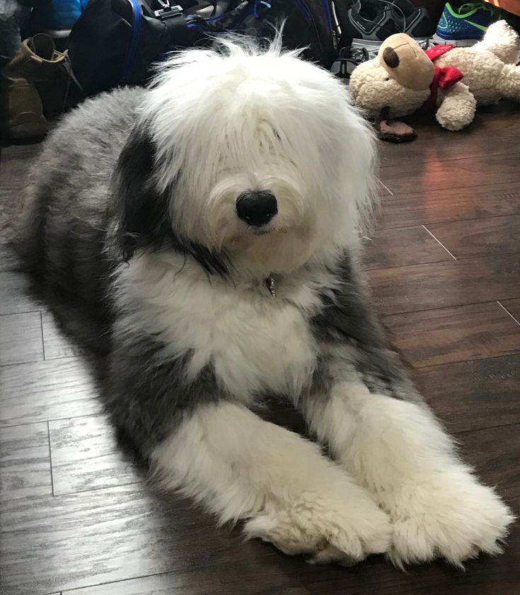 a shaggy dog laying on the floor next to some stuffed animals and other stuff toys