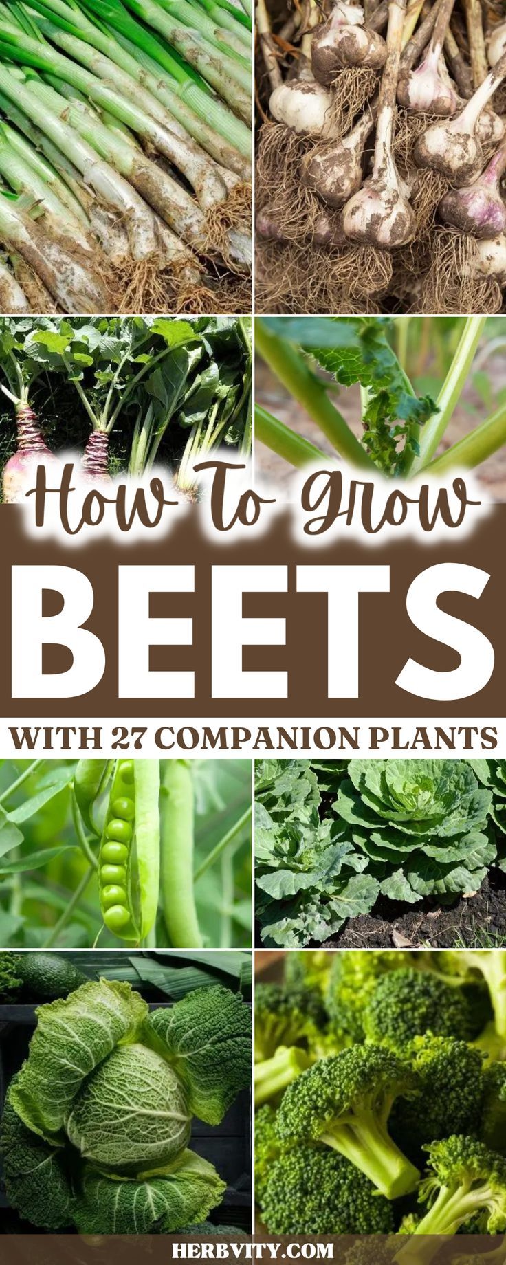 the words how to grow beets with 25 companion plants are shown in this collage