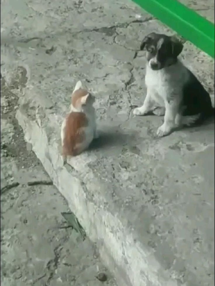 a cat and dog sitting on the ground next to each other