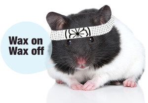 a black and white hamster wearing a band around its head with the words wax on it