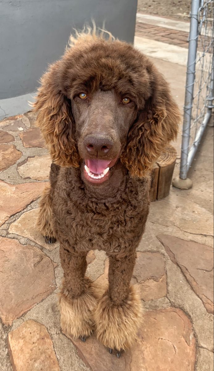 a brown poodle standing on top of a stone floor