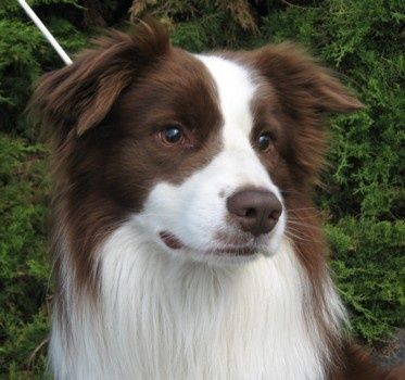 a brown and white dog sitting in the grass