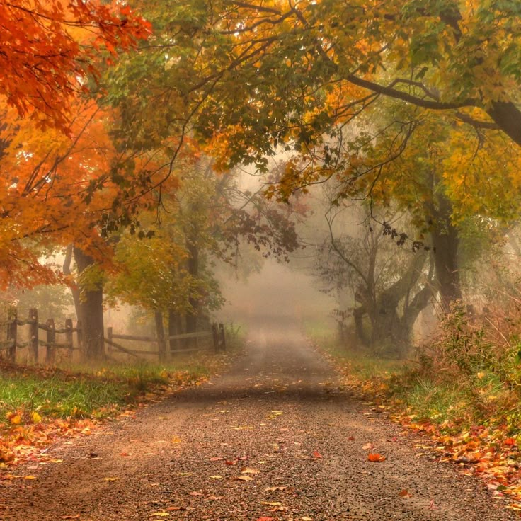 a dirt road surrounded by trees with leaves on the ground and fog in the air