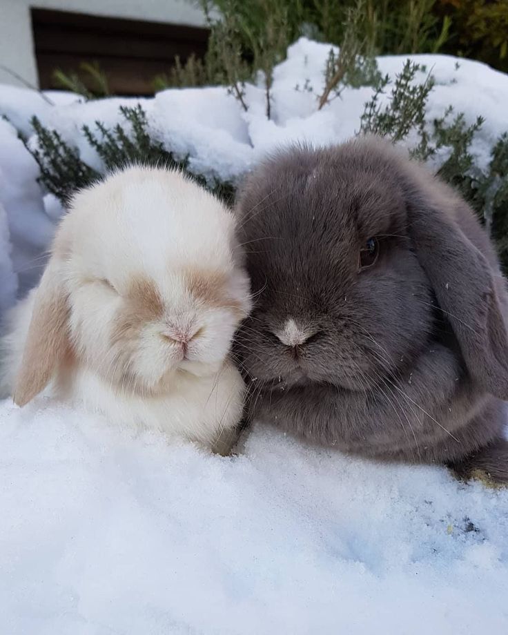 two rabbits cuddle together in the snow