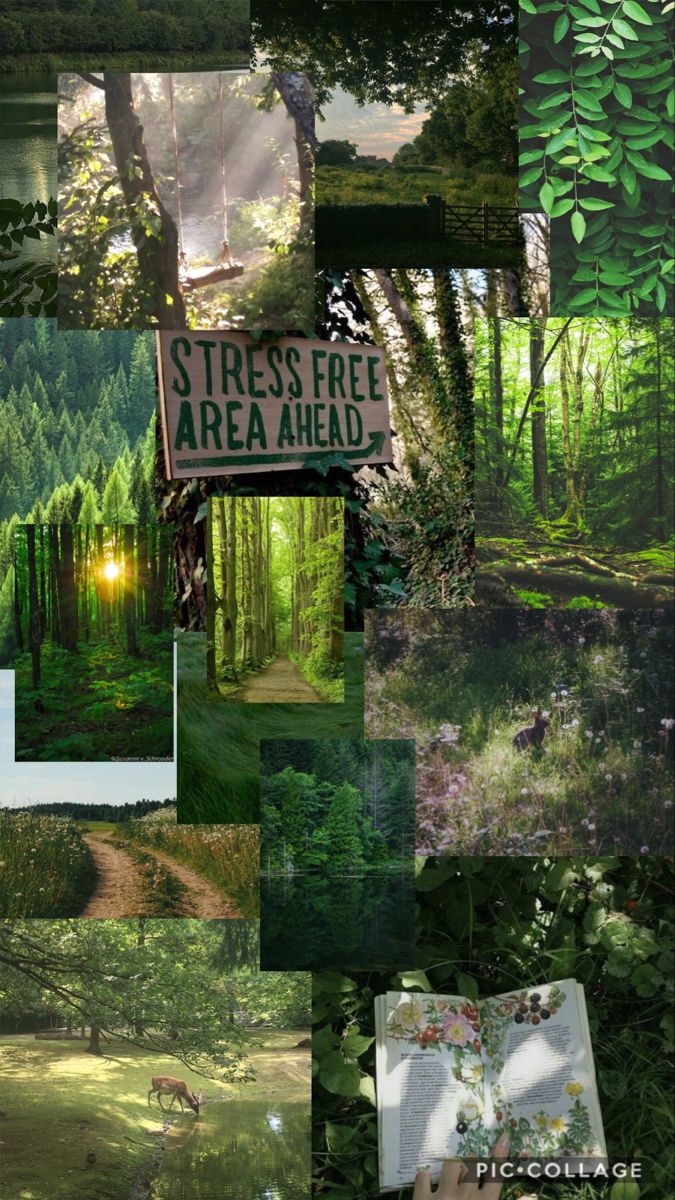 a collage of trees and signs in the woods