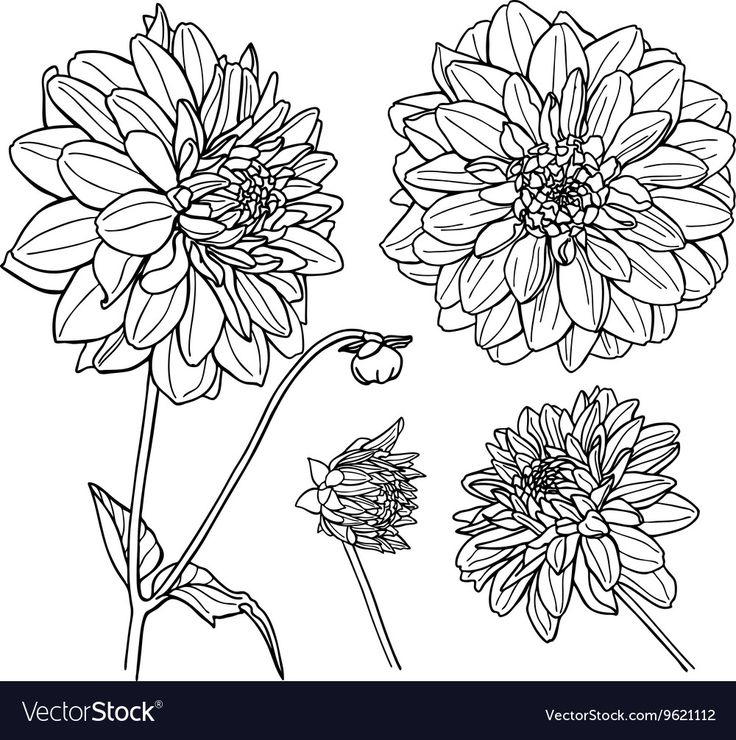 three large flowers are shown in this black and white drawing, with one flower on the left