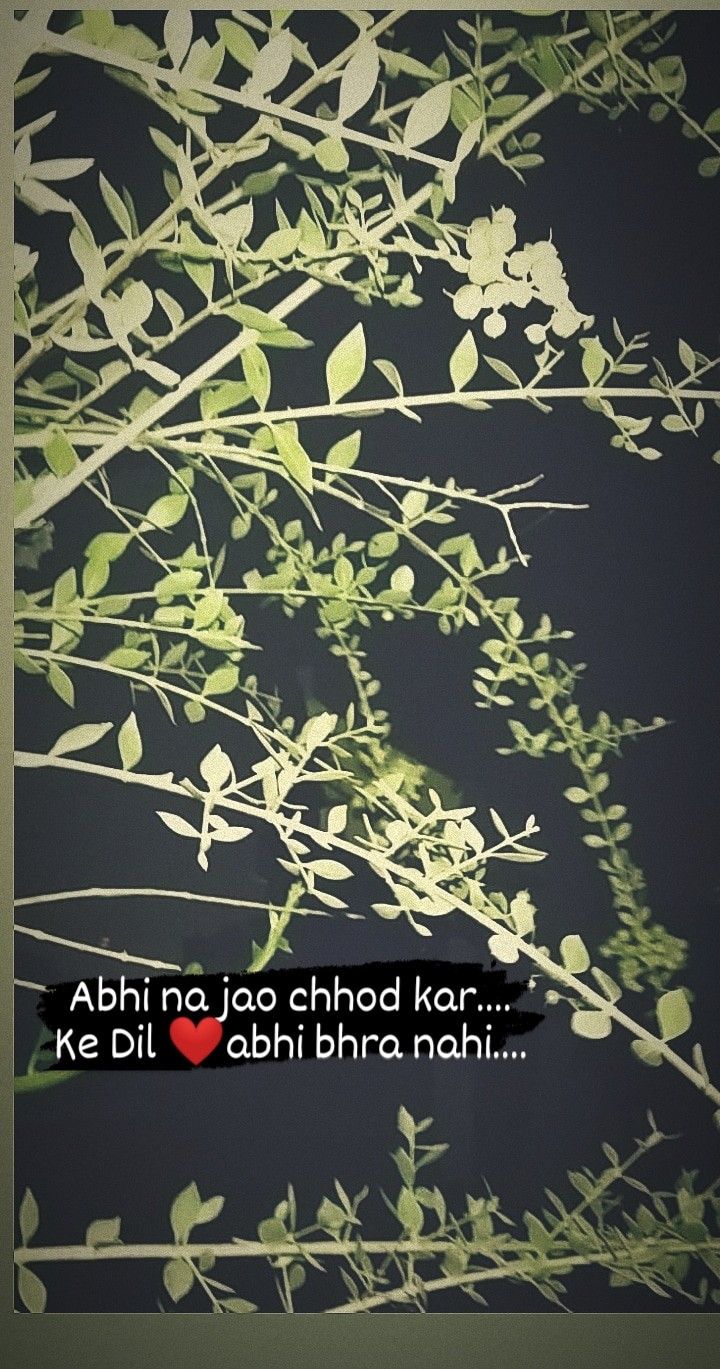 an image of leaves on a tree with the words abhi naja chod kar ke dil aah bha nah