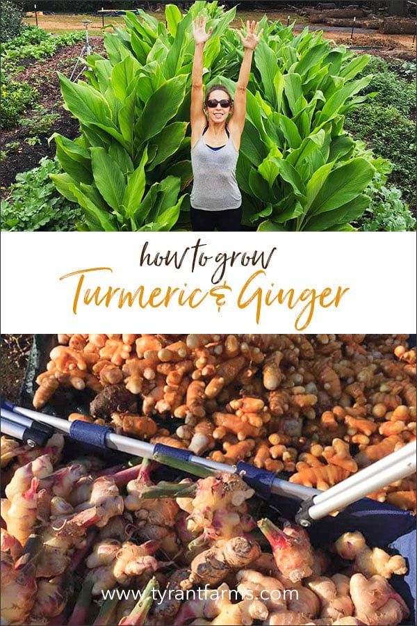 how to grow tumerice and ginger