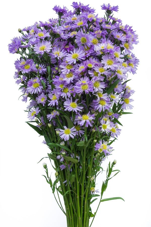 Aster flowers are popular fillers due to their fine daisy-shaped bloom and bright yellow center. They are also known as "Spray Asters". This pink filler is vibrant and colorful. Aster fillers are medium vase life flowers, they are packed in bunches of 10 stems on average and each stem has several blooms. Stem length: 60 cm. Check the information box below for cm to inches conversion. Cm To Inches Conversion, Aster Flowers, Art For Walls, Floral Design Classes, Top Farm, Flower Identification, Aster Flower, Prettiest Bouquet, Flower Guide