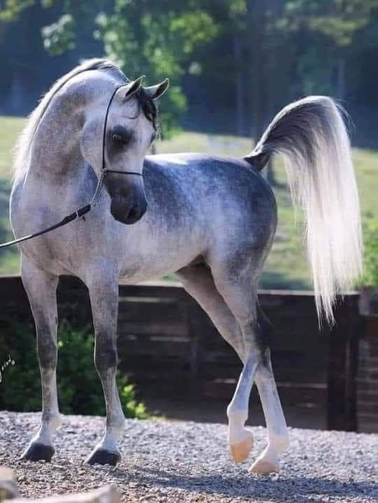 a gray and white horse standing on gravel