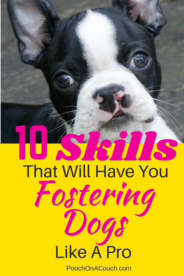 a small black and white dog with the title 10 easy ways for fostering dogs