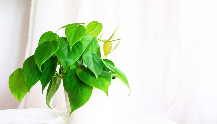 a potted plant sitting on top of a white table