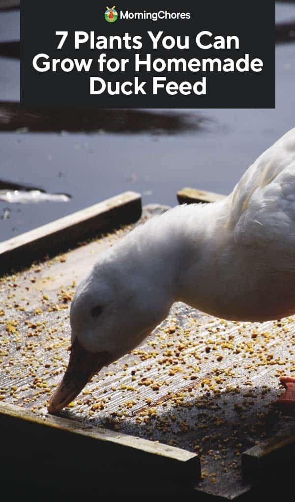 a white bird standing on top of a wooden box filled with seed next to water