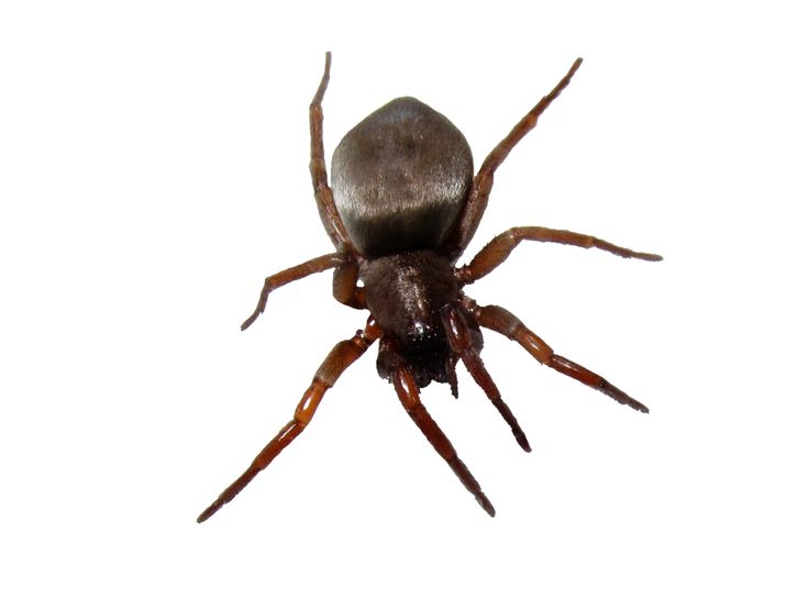 a large brown spider sitting on top of a white wall