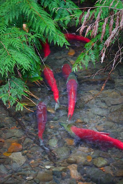 several red fish swimming in the water next to some green plants and rocks with leaves on them