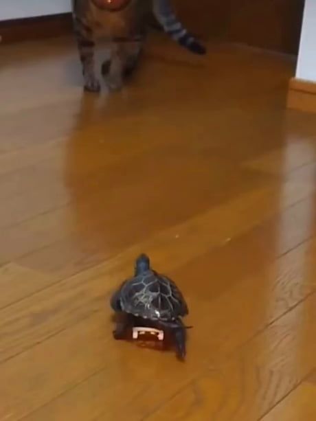 a small tortoise crawling on the floor next to a person