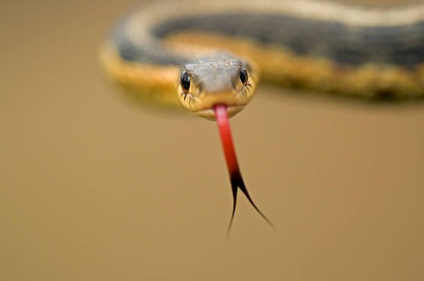 a snake with its tongue sticking out and it's head in the air,