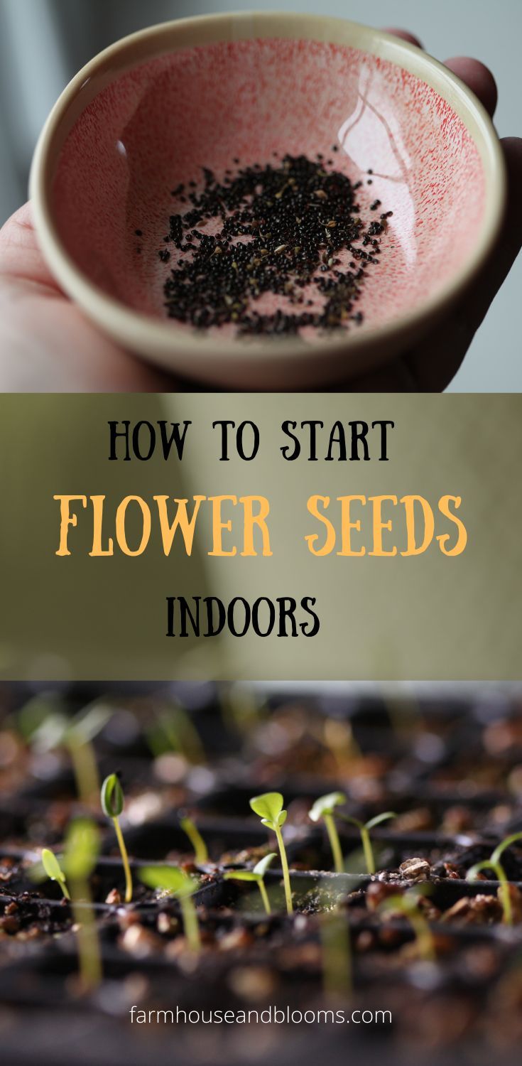 two pictures, one of tiny flower seeds in a pink bowl, and the other of tiny seedlings growing in cell trays Starting Flowers From Seeds, Planting Flowers From Seeds, Growing Plants From Seeds, Flower Seedlings, Grow Wildflowers, Seed Starting Mix, Starting Seeds Indoors, Gardening Hacks, Growing Plants Indoors