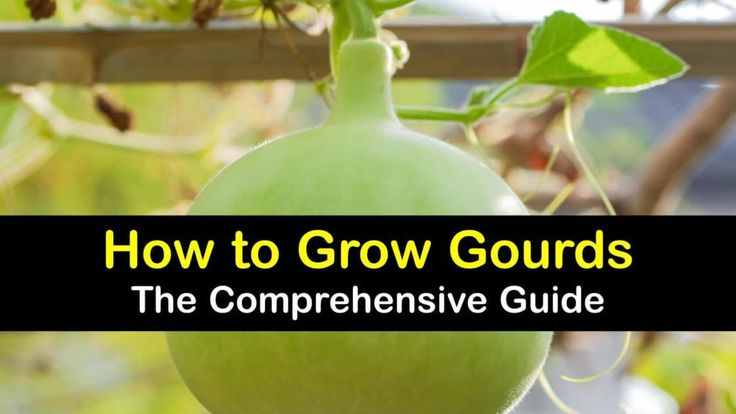 an image of how to grow gourds in the compenensie guide