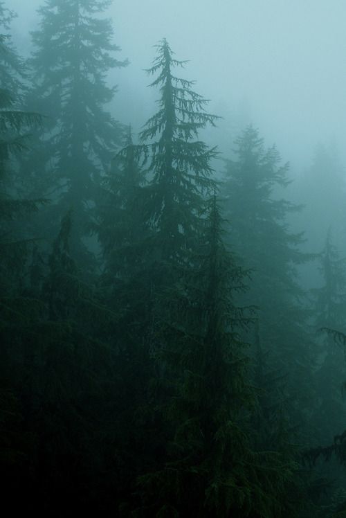 foggy forest with trees in the foreground