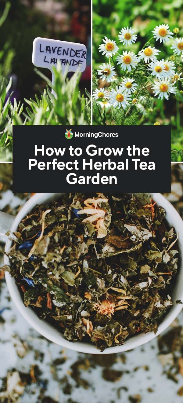 how to grow the perfect herb tea garden