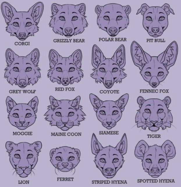 an animal's head with different facial expressions and the words fox on each side