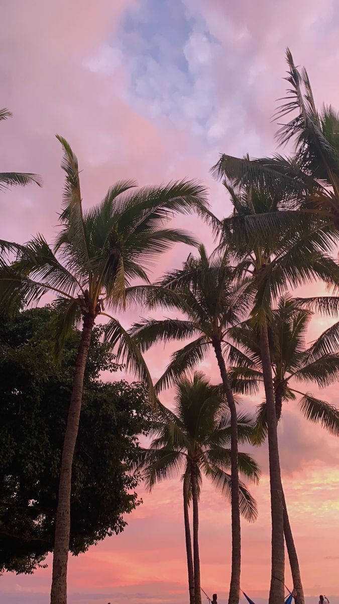 palm trees and hammocks on the beach at sunset