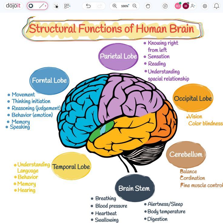 Structural Functions of Human Brain

#StructuralFunctions #BRAINWAVES #Brain #HumanBrain #LeftBrain #RightBrain #UXUIDesign #BrainArmstrong #Design #Education #Learn #Braintypes
 
https://pub.dojoit.com/LJFC86y1/Structural-Functions-of-Human-Brain

#dojoit #onlinewhiteboard

Did you find it amusing? 🤔. Save and Share it. The Brain Psychology Notes, Lobes Of The Brain And Function, Part Of Brain And Function, The Human Brain Anatomy, Brain Structure And Functions, Brain Functions Diagram, Parts Of The Brain And Its Function, Brain Function Chart, Psychology Brain Structure