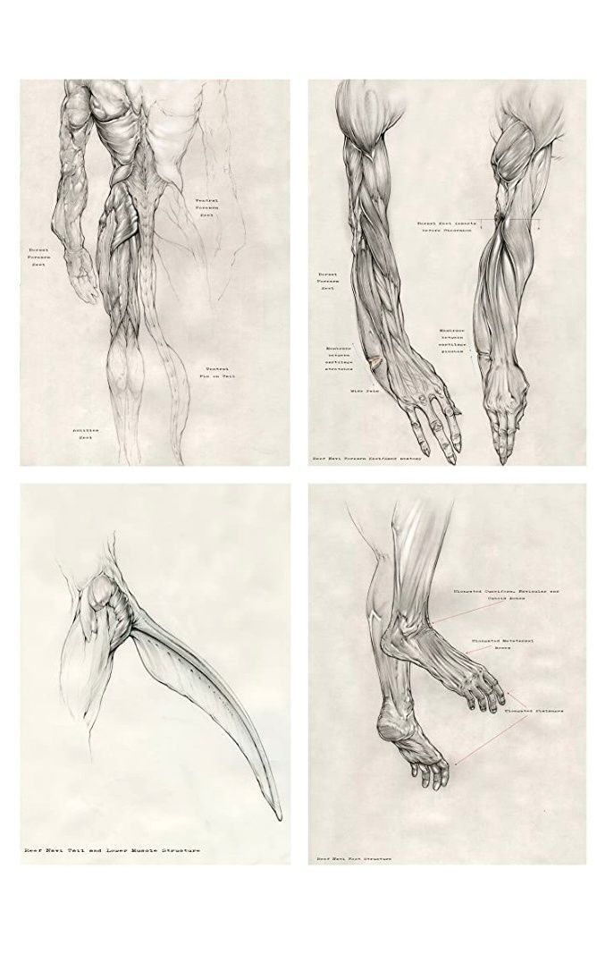 four different views of the muscles and their functions