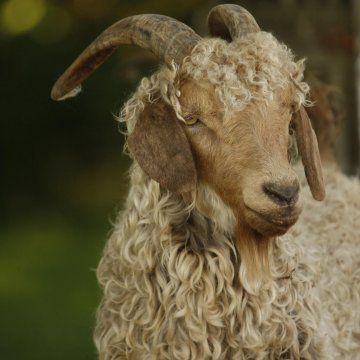 a close up of a goat with curly hair