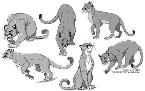 some sketches of different types of cats in various poses and sizes, including the cat's tail