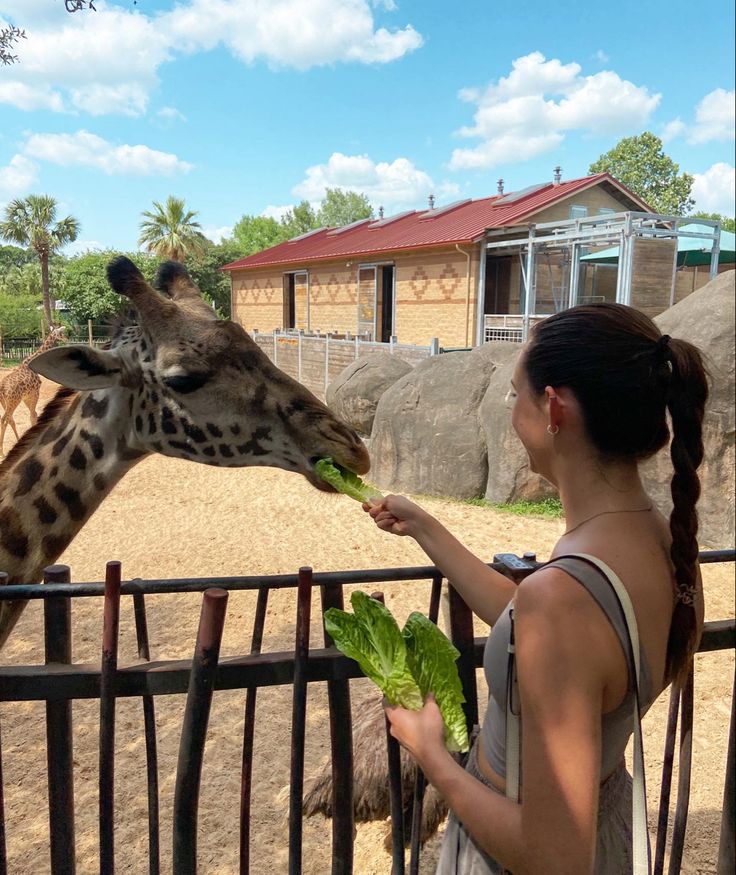 a woman feeding leaves to a giraffe at the zoo