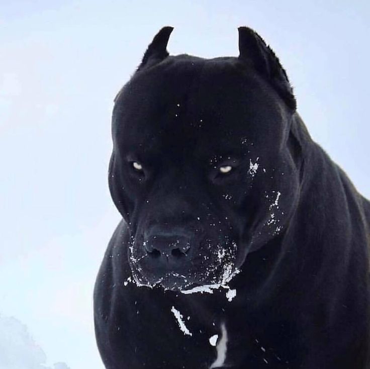 a black pitbull sitting in the snow looking at the camera with its eyes wide open