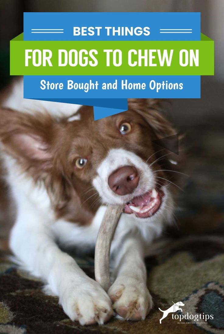 a brown and white dog chewing on a bone with the caption best things for dogs to chew on