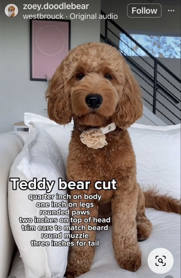 a brown dog sitting on top of a bed next to a white pillow with the caption teddy bear cut