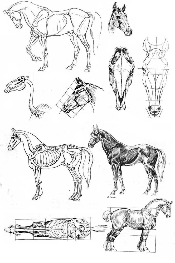 several horses are shown in this black and white drawing technique, including the horse's head