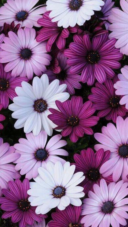 purple and white flowers are in the grass