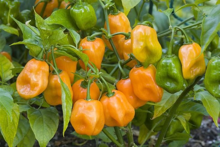 several orange peppers with green leaves on the top and one yellow pepper in the middle