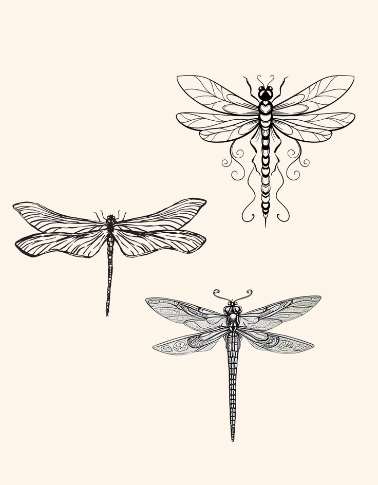 three dragonflys sitting on top of each other