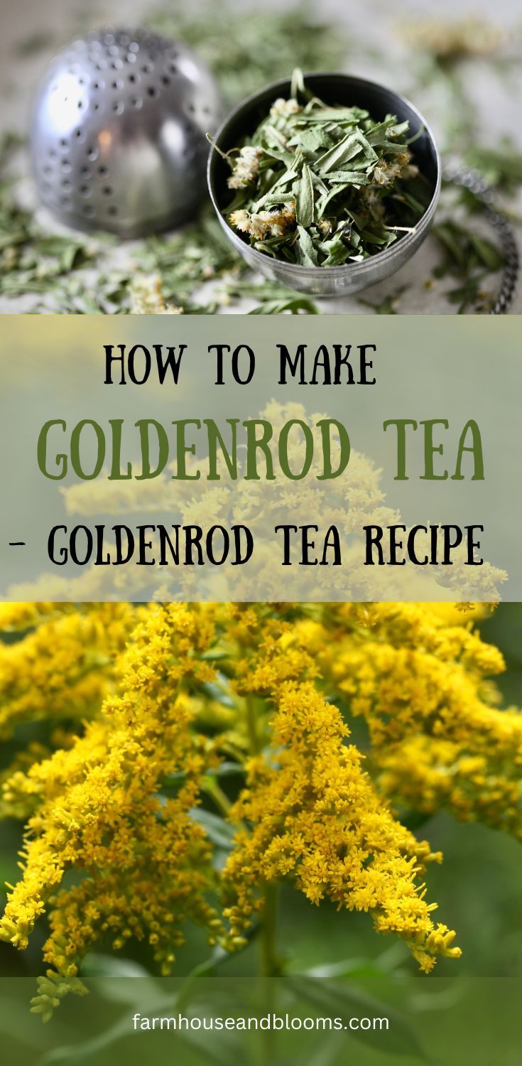 two pictures, one of dried goldenrod in a tea ball, and one of a goldenrod flower Medicinal Recipes, Medicinal Herbs Remedies, Herbal Benefits, Herbal Medicine Recipes, Healing Tea, Blooming Tea, Herbal Salves, Homemade Tea, Herbal Teas Recipes