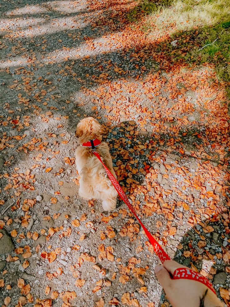 a small brown dog on a leash walking down a path in the fall with leaves all over it