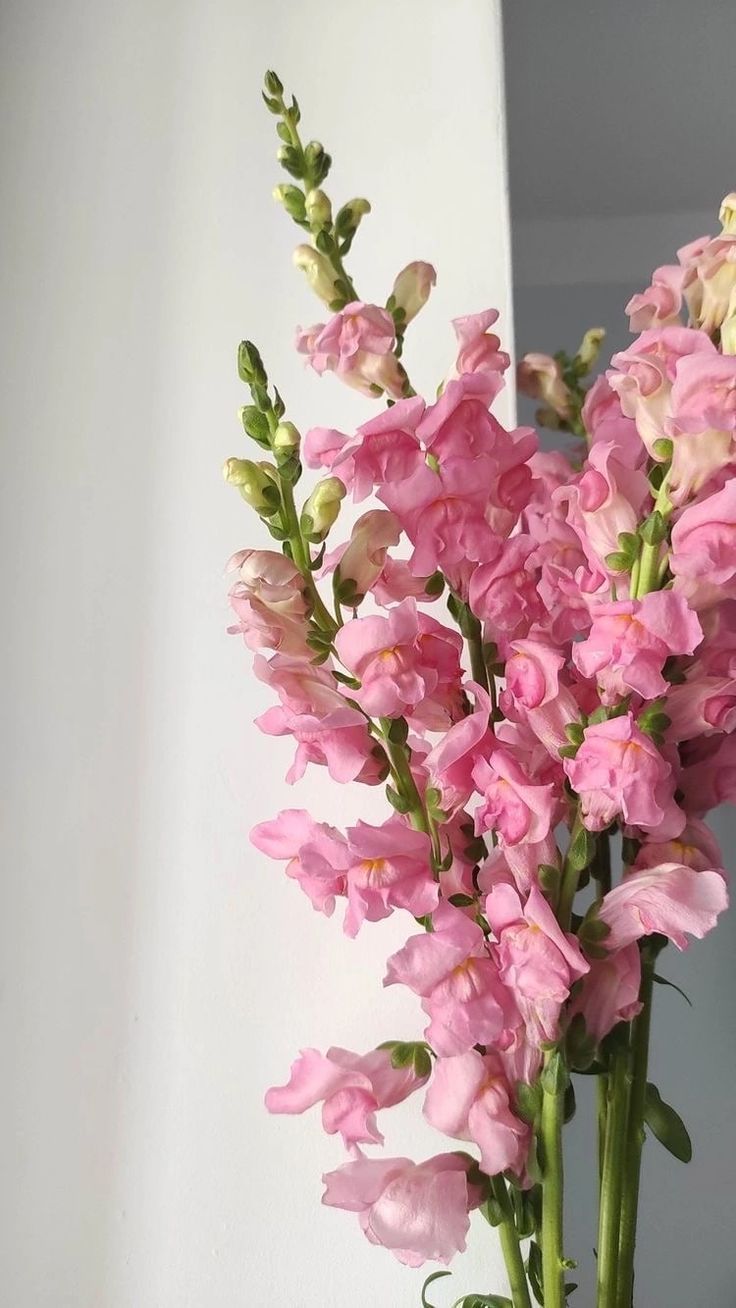 a bunch of pink flowers in a vase