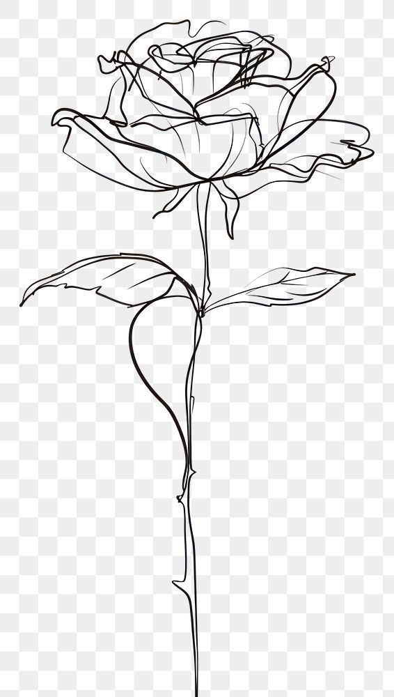 a black and white drawing of a rose on a transparent background, with no background