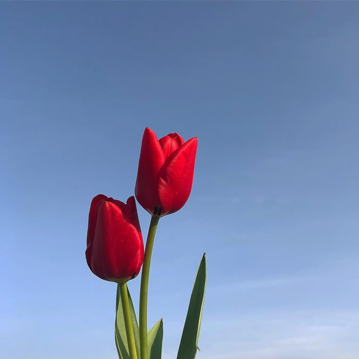 two red tulips in front of a blue sky