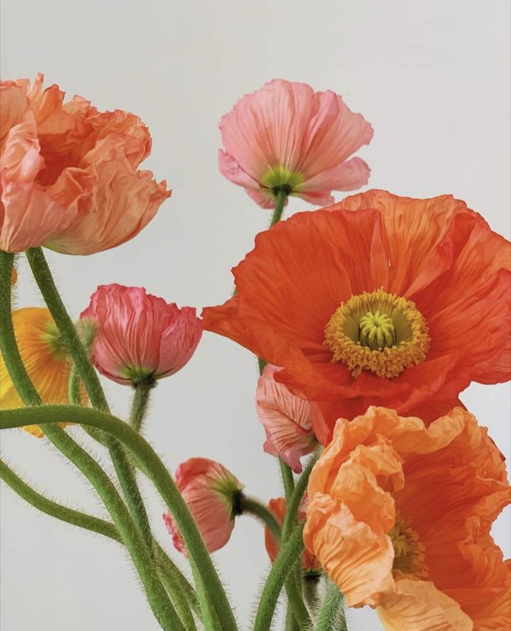 an arrangement of colorful flowers in a vase