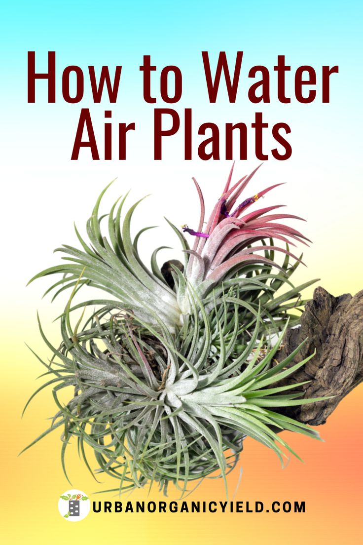 an air plant with the title how to water air plants